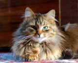норвежская кошка